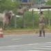Boi é atropelado por carro e persegue homem na Orlando Gomes