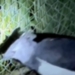 Raro animal em extinção é recebido no Zoológico de Salvador