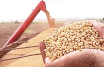 Produção de grãos deve atingir 312 milhões de toneladas