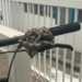 Jiboias enroladas em bicicleta são resgatadas em condomínio no Cabula V
