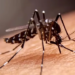 Sesab confirma 5ª morte por dengue na Bahia