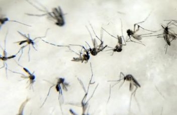 Brasil se aproxima de 1 milhão de casos prováveis de dengue