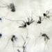 Brasil se aproxima de 1 milhão de casos prováveis de dengue