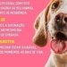 Campanha de vacinação V10 em cães é realizada no bairro de Cajazeiras; confira