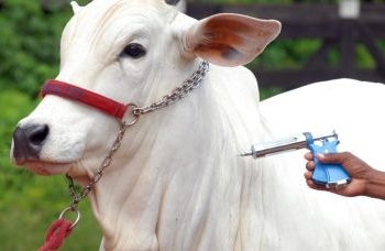 Vacinação contra febre aftosa será suspensa em 16 estados e no DF
