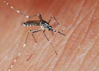 Brasil ultrapassa 4 milhões de casos de dengue