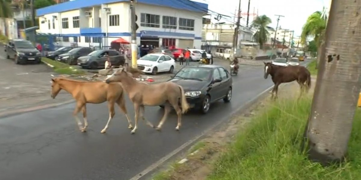 Cavalos soltos em avenida causam transtornos no trânsito em Itapuã