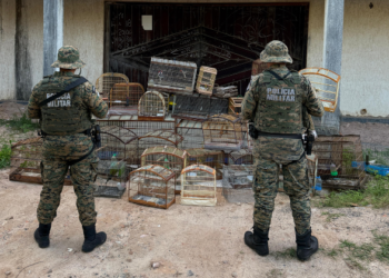 PM resgata 39 aves silvestres em Itapuã; dois suspeitos são presos