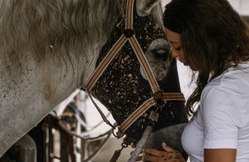 Universidade realiza atendimento clínico e odontológico a cavalos em Salvador